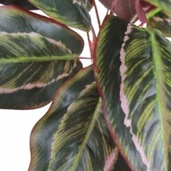 Calathea Cespuglio Artificiale Variegato, Cm 38 -Vendite VIDAXL 100353202 3