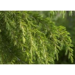 Cedro Dell'Himalaya "Cedrus Deodara" Pianta In Vaso 11 Cm -Vendite VIDAXL 11196007 3