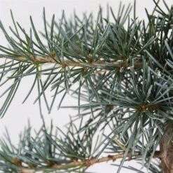 Cedro Dell'Himalaya "Cedrus Deodara" Pianta In Vaso 11 Cm -Vendite VIDAXL 11196007 5