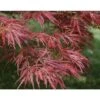 Acero Rosso Giapponese "Acer Palmatum Dissectum Atropurpureum Stella Rossa" In Vaso 18 Cm