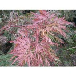 Acero Rosso Giapponese "Acer Palmatum Dissectum Atropurpureum Stella Rossa" In Vaso 18 Cm -Vendite VIDAXL 11196104 3