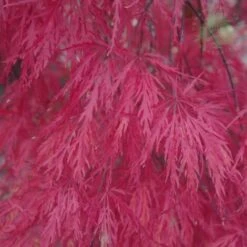 Acero Rosso Giapponese "Acer Palmatum Dissectum Atropurpureum Stella Rossa" In Vaso 18 Cm -Vendite VIDAXL 11196104 4