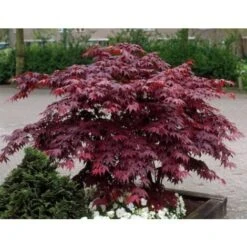 Acero Rosso Giapponese "Acer Palmatum Bloodgood" In Vaso 24 Cm