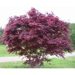 Acero Rosso Giapponese "Acer Palmatum Bloodgood" In Vaso 24 Cm -Vendite VIDAXL 11196130 3