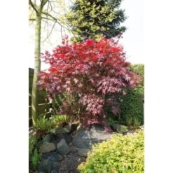Acero Rosso Giapponese "Acer Palmatum Bloodgood" In Vaso 24 Cm -Vendite VIDAXL 11196130 4