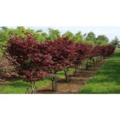 Acero Rosso Giapponese "Acer Palmatum Bloodgood" In Vaso 24 Cm -Vendite VIDAXL 11196130 5