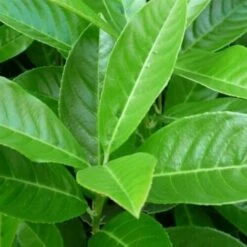 Lauroceraso "Prunus Laurocerasus" Pianta Da Siepe In Vaso H. 80/100 Cm