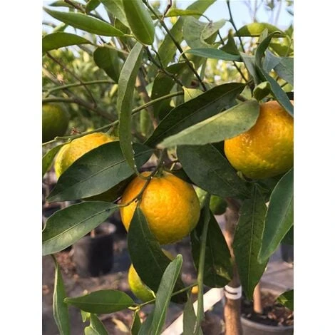 Pianta Di Mandarino Mandarini Agrumi Di Sicilia In Fitocella 1 Pianta Di Mandarino Mandarini Agrumi Di Sicilia In Fitocella