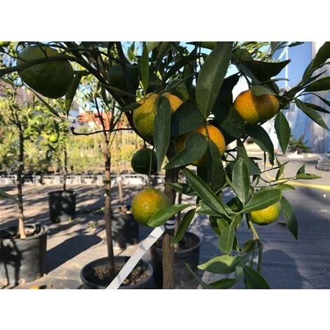 Pianta Di Mandarino Mandarini Agrumi Di Sicilia In Fitocella 2 Pianta Di Mandarino Mandarini Agrumi Di Sicilia In Fitocella - immagine 2