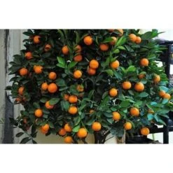 Pianta Di Mandarino Mandarini Agrumi Di Sicilia In Fitocella 8 Pianta Di Mandarino Mandarini Agrumi Di Sicilia In Fitocella -Vendite VIDAXL 11939236 4