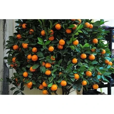 Pianta Di Mandarino Mandarini Agrumi Di Sicilia In Fitocella 4 Pianta Di Mandarino Mandarini Agrumi Di Sicilia In Fitocella - immagine 4