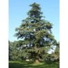 Cedro Dell'Himalaya "Cedrus Deodara" Pianta In Vaso 17 Cm H. 50/70 Cm