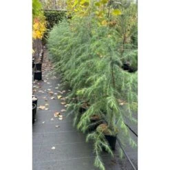 Cedro Dell'Himalaya "Cedrus Deodara" Pianta In Vaso 17 Cm H. 50/70 Cm -Vendite VIDAXL 12213204 3