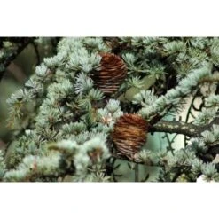 Cedro Dell'Himalaya "Cedrus Deodara" Pianta In Vaso 17 Cm H. 50/70 Cm -Vendite VIDAXL 12213204 5