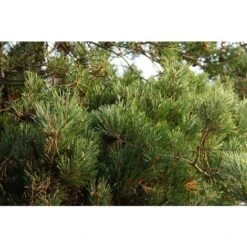 Pino Silvestre Prebonsai "Pinus Sylvestris" Pianta A Cespuglio In Vaso 13 Cm -Vendite VIDAXL 12213216 4