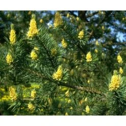 Pino Silvestre Prebonsai "Pinus Sylvestris" Pianta A Cespuglio In Vaso 13 Cm -Vendite VIDAXL 12213216 5