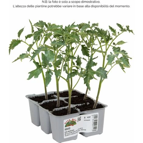 Pomodoro San Marzano E Ovale Adamo F1 - 6 Piante - Orto Mio 2 Pomodoro San Marzano E Ovale Adamo F1 - 6 Piante - Orto Mio - immagine 2