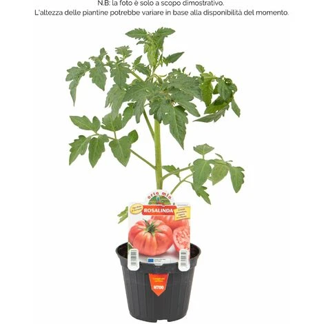 Pomodoro Gigante Sorrentone Rosalinda F1 - 1 Pianta V.10 Cm - Orto Mio 2 Pomodoro Gigante Sorrentone Rosalinda F1 - 1 Pianta V.10 Cm - Orto Mio - immagine 2