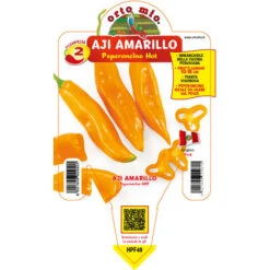 1 PIANTA IN VASO Ø 14CM PEPERONCINO HOT AJI AMARILLO ORTOMIO