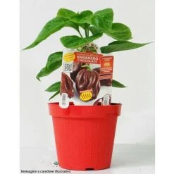 1 PIANTA IN VASO Ø 14CM PEPERONCINO HOT AJI AMARILLO ORTOMIO -Vendite VIDAXL 12641517 3