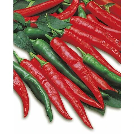 3 PIANTE IN VASO Ø10CM DI PEPERONE ROMITAL PICCANTE LUNGO ORTOMIO ORTO 1 3 PIANTE IN VASO Ø10CM DI PEPERONE ROMITAL PICCANTE LUNGO ORTOMIO ORTO