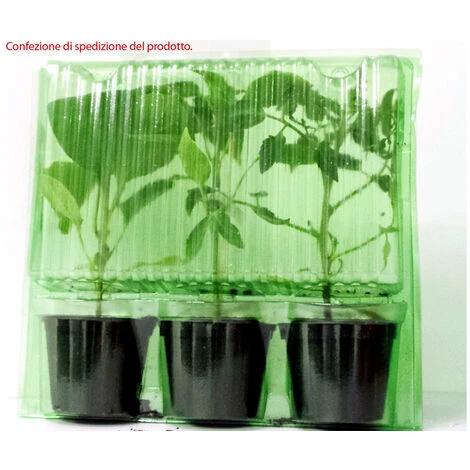 3 PIANTE IN VASO Ø10CM DI PEPERONE ROMITAL PICCANTE LUNGO ORTOMIO ORTO 2 3 PIANTE IN VASO Ø10CM DI PEPERONE ROMITAL PICCANTE LUNGO ORTOMIO ORTO - immagine 2