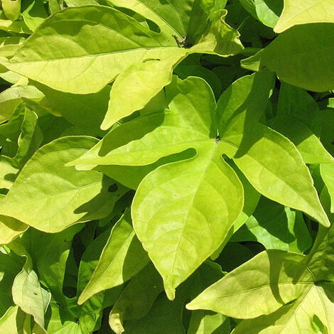 Ipomea "Sweet Caroline Light Green" 1 Ipomea "Sweet Caroline Light Green"