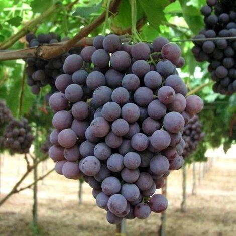 Uva Da Tavola Nera "Francese" 1 Uva Da Tavola Nera "Francese"