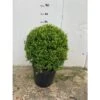 PIANTA DI BUXUS BOSSO A PALLA