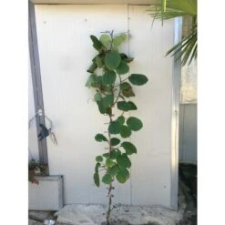 Pianta Di Kiwi Actinidia Hayward Femmina H 160 Cm 5 Pianta Di Kiwi Actinidia Hayward Femmina H 160 Cm -Vendite VIDAXL 16626587 3