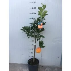 Pianta Di Limone Rosso Vaso 24 -Vendite VIDAXL 16626596 3