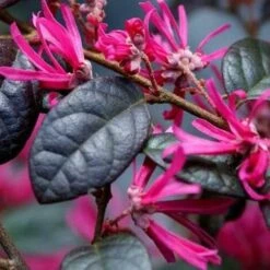 Pianta Di Loropetalum Black Pearl Vaso 18cm -Vendite VIDAXL 16626599 3