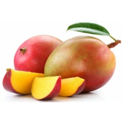 Pianta Di Mango Kensington Mangifera Indica