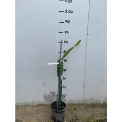 Pianta Di Pitaya Frutto Del Drago Polpa Rossa -Vendite VIDAXL 16626624 3