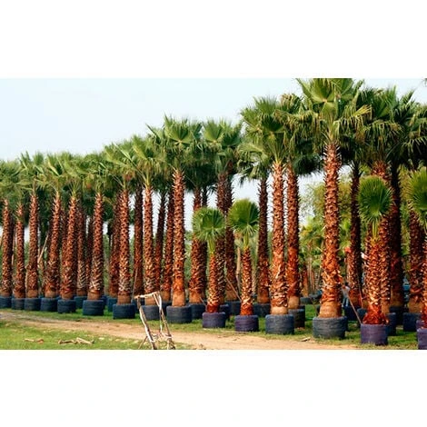 Washingtonia Filifera Vaso 24cm 1 Washingtonia Filifera Vaso 24cm