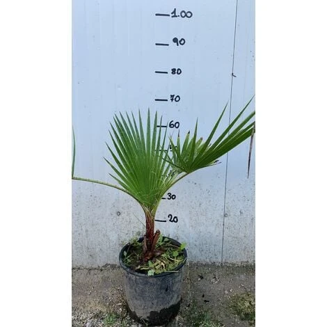 Washingtonia Filifera Vaso 24cm 2 Washingtonia Filifera Vaso 24cm - immagine 2