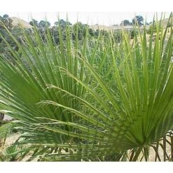 Washingtonia Filifera Vaso 24cm 5 Washingtonia Filifera Vaso 24cm -Vendite VIDAXL 16626685 3