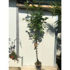 Pianta Di Kaki Mela Vaso 24cm -Vendite VIDAXL 16946530 3