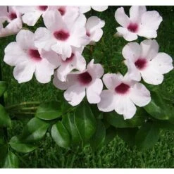 BIGNONIA PANDOREA JASMINOIDES ROSA H 130CM FOTO REALI -Vendite VIDAXL 17888962 4