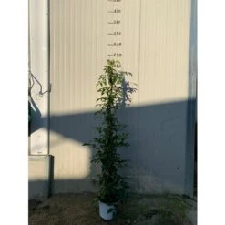 BIGNONIA PANDOREA JASMINOIDES ROSA H 130CM FOTO REALI -Vendite VIDAXL 17888962 5