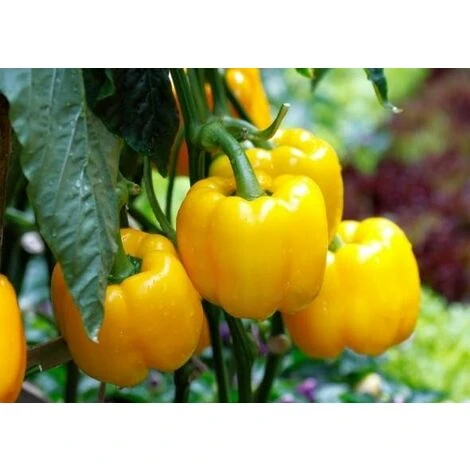 Peperone Giallo 1 Peperone Giallo