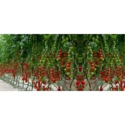 Pomodoro Fragolino (vaso 10)