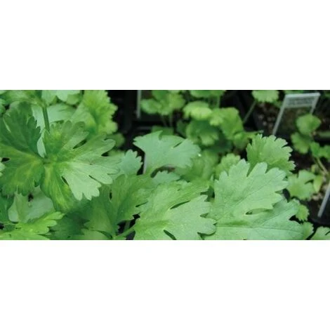 Coriandolo 1 Coriandolo