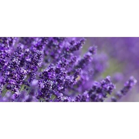 Lavanda Nana 1 Lavanda Nana