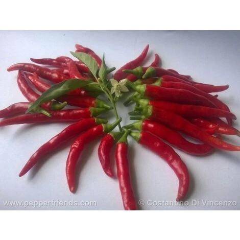 Peperoncino Diavolicchio 1 Peperoncino Diavolicchio