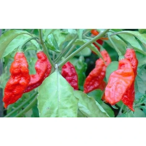 Bih Jolokia 1 Bih Jolokia