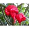 Carolina Reaper