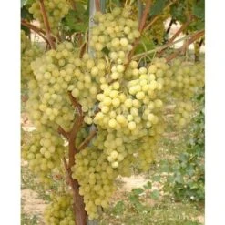 Vite Italia - V. 15 X 15 Cm - Uva Da Tavola Bianca - Apice Piante