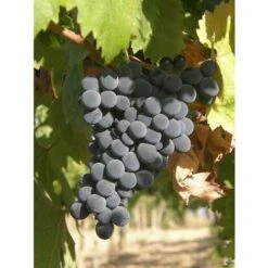 Vite Montepulciano - Senza Vaso - Uva Da Vino Nera - Apice Piante