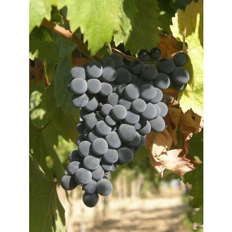 Vite Montepulciano - Senza Vaso - Uva Da Vino Nera - Apice Piante 1 Vite Montepulciano - Senza Vaso - Uva Da Vino Nera - Apice Piante